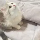 قطط