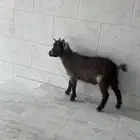 تيس قزمي للبيع