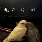 فروخ روز هدد نشبه