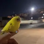 فروخ بادجي هولندي أليفه ( تم البيع )