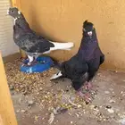 جوز قلابي باكستاني