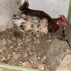 دجاج