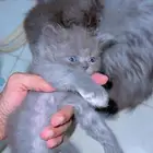 كتن للبيع بصحه جيده