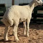 ذبايح برية مع خدمة التوصيل