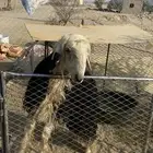 خروف نجدي