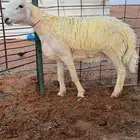 مشروع فحل حري