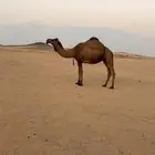 صفرا مصعد قبل سبوعين شرط ناقه طيبه