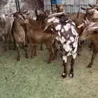 جفار هجين كلهاري بفحلها