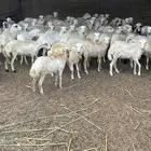 مواشي للبيع