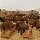 سواكني حمري