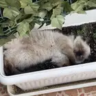 قطه