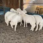 بهم كفو فل شحم وأطراف