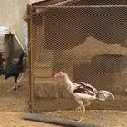ديك