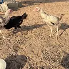 للبيع دجاج باكستاني