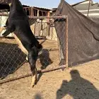 تيس احو احص عمره تقريبا 7شهور الحد 1500