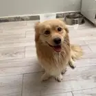 كلب حلو وجميل ذكر و مطعم ومافيه شي ونضيف و كيوت