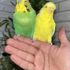 زوج باجي انقليزي اليف مستوا كفو