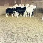 عنم نجدي خرفان للبيع