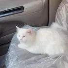 قطوه شراسي