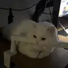 قط شيرازي تركي ذكر للبيع معا اغراضه كامله