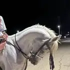 حصان شعبي