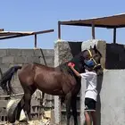 حصان شعبي عربي سرعه