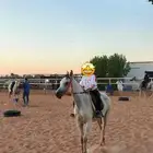 تدريب على ركوب الخيل
