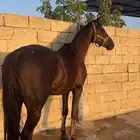 خيل لبيع