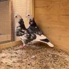 جوز قطايف خنابي معاريف نوادر للي يبي النوادر