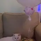 بسه تبني عمرها سنتين ونص معقمه مكس بيكي فيس وهملايا