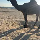 قعود جذع دبياني