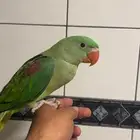 دره درة نيبالي سوبر جامبو