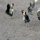 ديوك فيومي