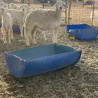 جذعات دفيع حريات صنف غنم بر نظيفه