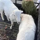 طليان جبرات للبيع تضحي