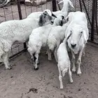 3 شياه حريات خلفات تحتها 3