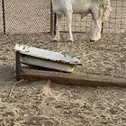 فحل حري مشروط