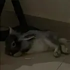 ارانب للبيع