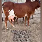 بقر للبيع علومها عند راعيه اتصل عليه ممنوع تواصل واتس