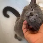 قط للتبني
