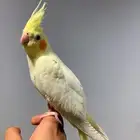 (مباع) كروان لاتينو عيون حمر اليف جدا (فاخر)