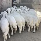 خرفان ورخال