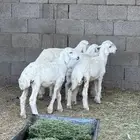 بهم حري