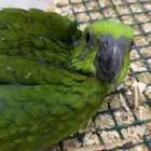 فرخ يلوناب بيور