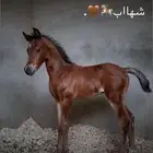 مهر شعبي