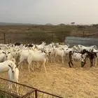 سلام عليكم ورحمة الله وبركاته (تيوس تربيه يمنيه)