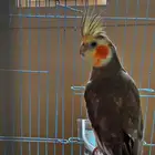 عصفور كوكتيل (كروان )