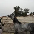 خيل