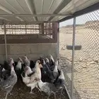 دجاج بلدي بياض درجه اولى