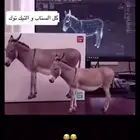دباب